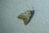 Nola confusalis